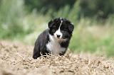 BORDER COLLIE 701